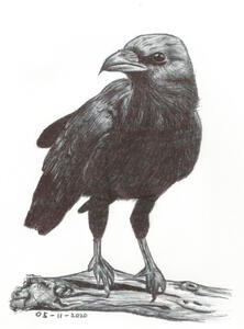 Ballpoint pen drawing of a raven