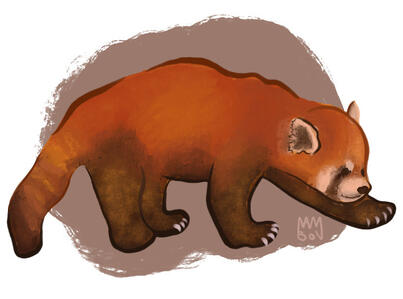Red panda doing a big steppy