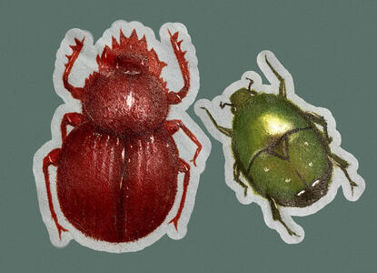 Close-up pictures of two bugs hand-painted on a shirt